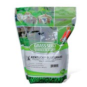 Kentucky Bluegrass